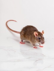 A brown rat is cautiously moving across a clean, glossy white surface. The animal's fur is a mix of shades, featuring large ears and expressive eyes. Sunlight brightens the setting