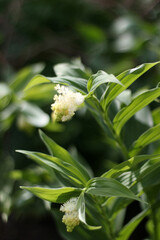 False lily of the valley, Maianthemum racemosum, close up, soft focus