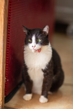 a funny cat with its tongue sticking out and crossed eyes closeup poto
