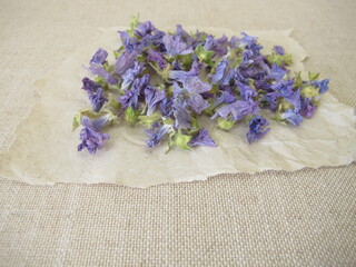 Wild mallow flowers drying on paper