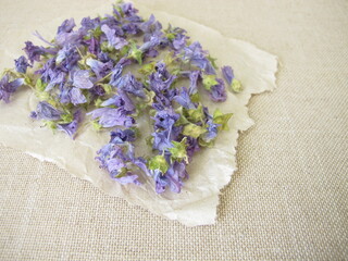 Wild mallow flowers drying on paper