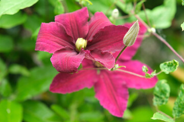 Beautiful magenta clematis flower in the garden, close up