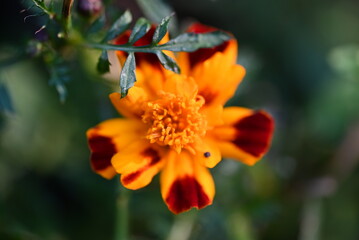 Marigold Flower Close-Up