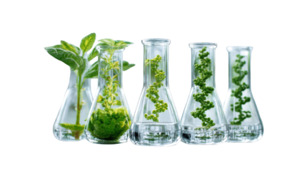 Plants in Erlenmeyer flasks