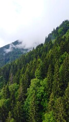 Misty mountainside forest