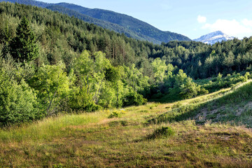 Obraz premium Summer background, flowers and grass