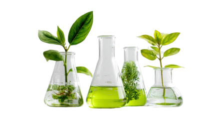 Plants in beakers, science experiment