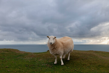 Obraz premium Sheep standing on grassy clifftop with dramatic stormy sky and sea backdrop