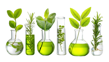 Botanical lab glassware display