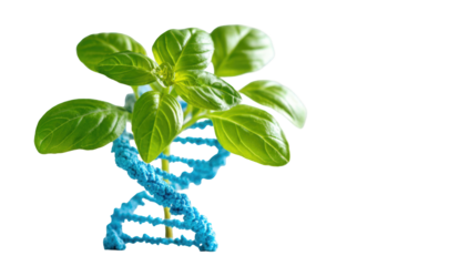 Basil plant with DNA helix