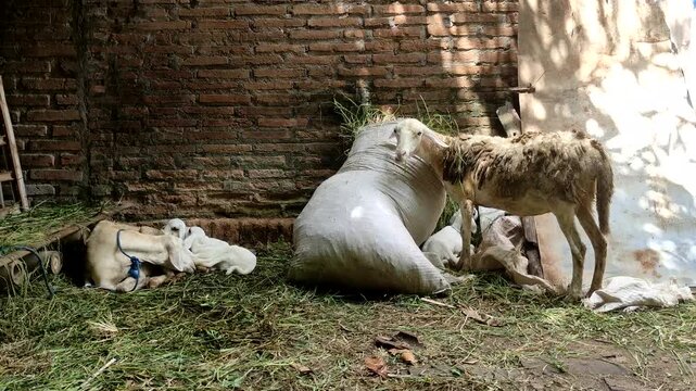 A goat eats grass from a large sack, while other goats rest in the shade of a brick wall.
