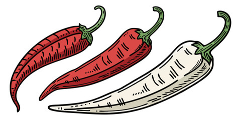 Slices of raw jalapeno pepper. vector illustration