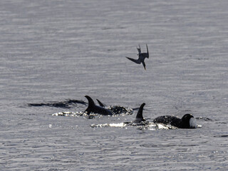 Four Dolphins Attacking Fish With Diving Bird