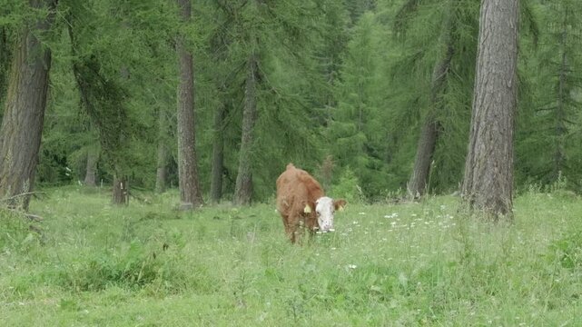 Peaceful Alpine Meadow Scene, Brown Cow Grazing Lush Green Pasture