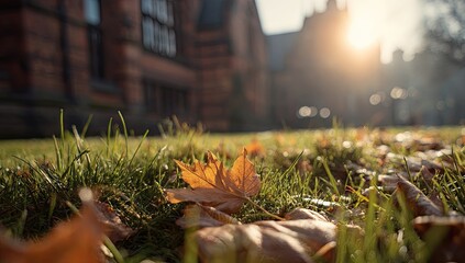 Autumn leaves on grass, sunlit campus