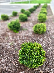 Compact dwarf spruce shrub with fresh bright green new shoots in spring. Ornamental evergreen conifer growing in landscaped garden bed, used for decorative planting and urban 