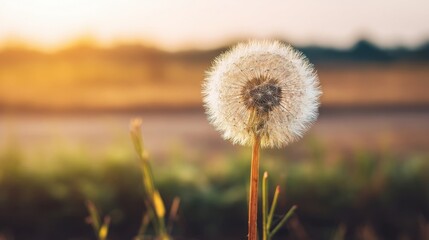 A spherical dandelion seed head floats against a softly blurred natural backdrop of green grass and distant trees,