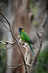 Vibrant green parrot on a branch