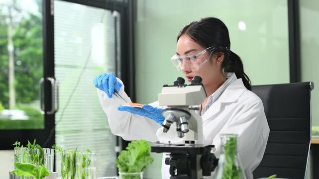Food science as lab scientists test and analyze vegetables for safety and quality using advanced technology and precise equipment. in lap