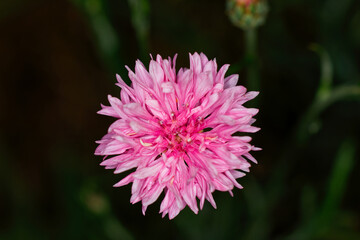 Blume