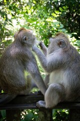 Monkeys Grooming in a Forest