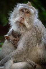 Obraz premium Mother monkey cuddling her baby.