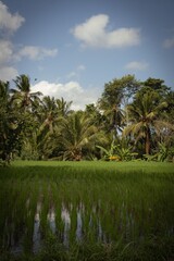 Obraz premium Tropical rice paddies and palm trees under blue sky.