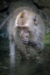 Monkey in natural habitat observing surroundings.