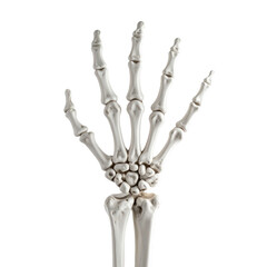 A detailed isolated image of a human hand skeleton, showcasing all five fingers and the wrist bones against a transparent background. Perfect for Halloween merchandise and seasonal marketing.