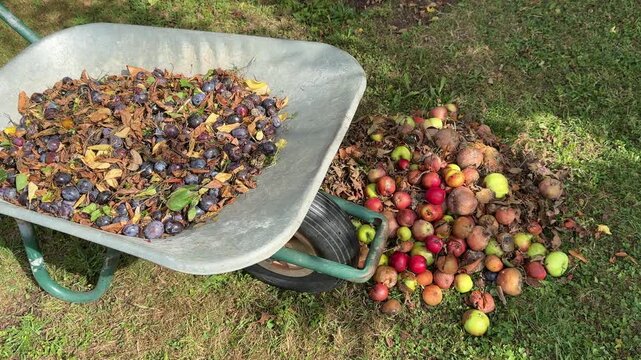 Make a pile of rotten fallen fruit, apples and plums in a meadow with the barrow