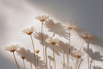 Sunlit daisies cast long shadows on a light beige background