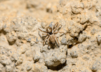 Jumping Spider Perched on Stone