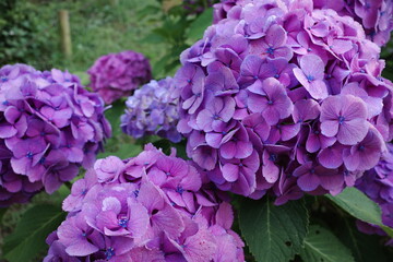 紫色の紫陽花（アジサイ）のクローズアップ / Purple Hydrangea Close-up