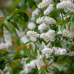 Bird cherry flowers on branches close-up