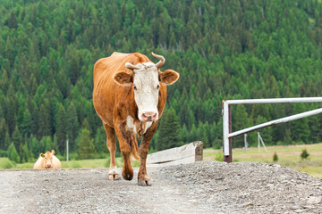  A cow walking on a bridge