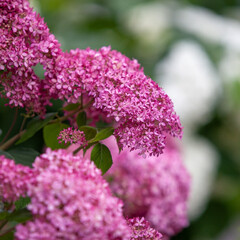 Close-up of a flower inflorescence