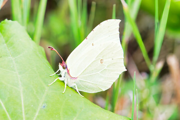 Schmetterling