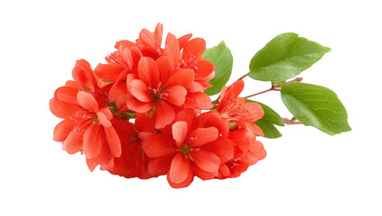 Close-up of a cluster of vibrant orange-red flowers on a branch with leaves