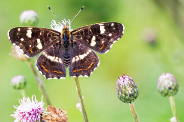 Schmetterling