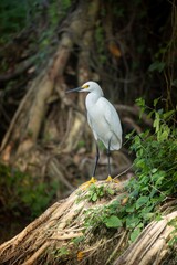 Snowy Egret Perched in Forest