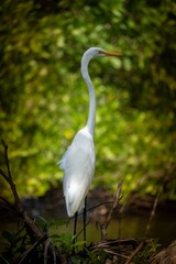 Majestic Egret in Lush Forest