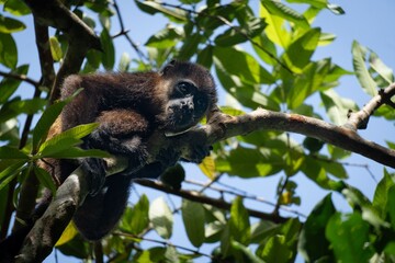 Howler monkey resting on a tree branch.
