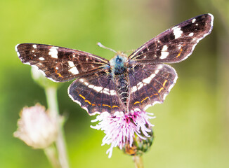 Schmetterling