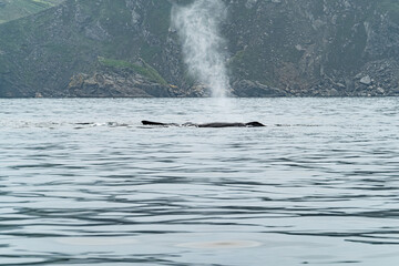 Fototapeta premium Humpback Whale, Megaptera novaeangliae, blowing in Donegal Bay, Ireland