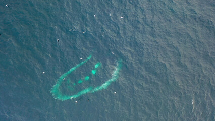 Obraz premium Humpback Whales, Megaptera novaeangliae, Bubble-Net feeding in Donegal Bay, Ireland