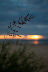 Fototapeta premium A serene seaside sunset with a tall blade of grass in the foreground. The golden light reflects over the calm sea, creating a peaceful and poetic coastal scene.