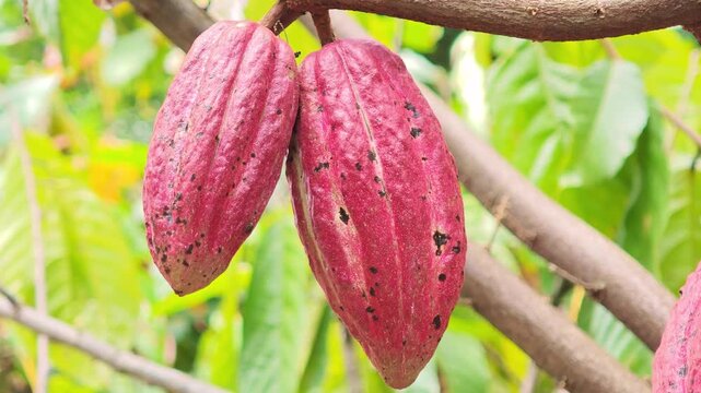 Cocoa pods hanging on tree in cocoa plantation
