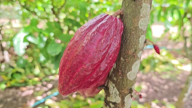 Cocoa pods hanging on tree in cocoa plantation
