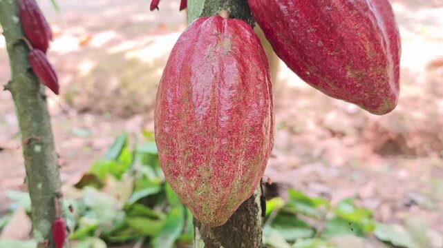 Cocoa pods hanging on tree in cocoa plantation