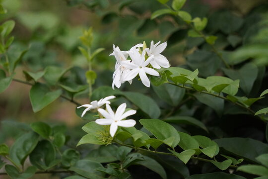 Blooming White Jasmine Flowers with Green Leaves